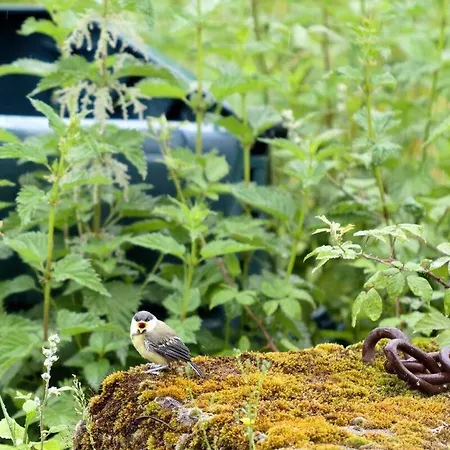 Ecological & Passive * Betaille