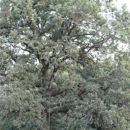 Ecological & Passive